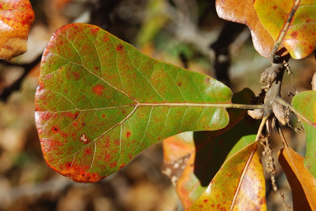 Fall leaf (Greensboro, NC)-Late Fall