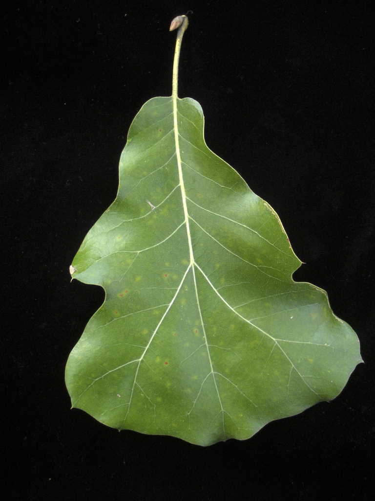 Leaf closeup with 3 shallow lobes