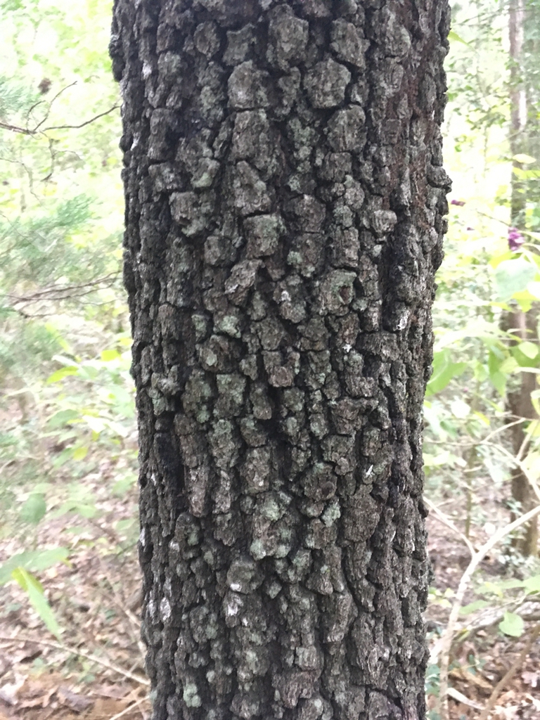 Rough brown bark with fissures