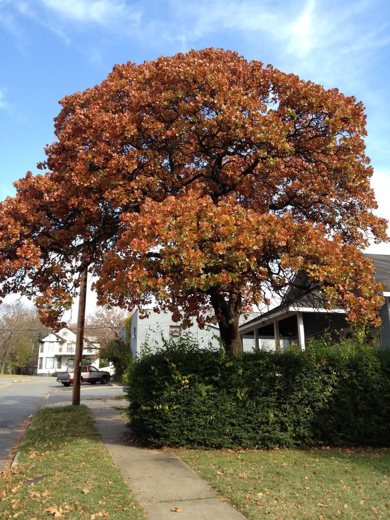 Fall form show brownish orange fall color
