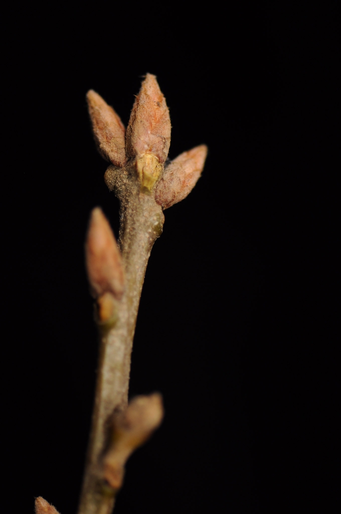 Stem with buds and terminal buds