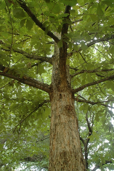 Form