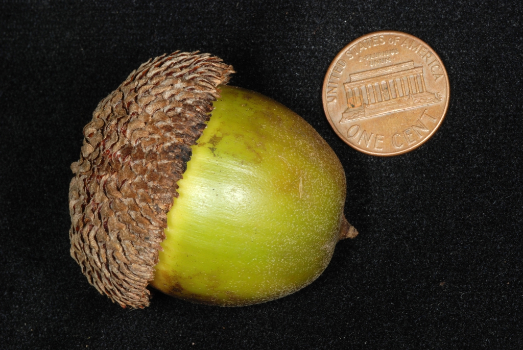 Side view acorn (Brazoria County, TX)-Early Fal