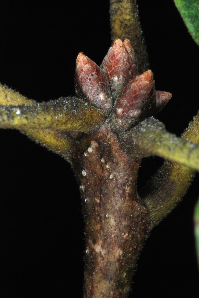 Stem buds (Brazoria County, TX)-Early Fall