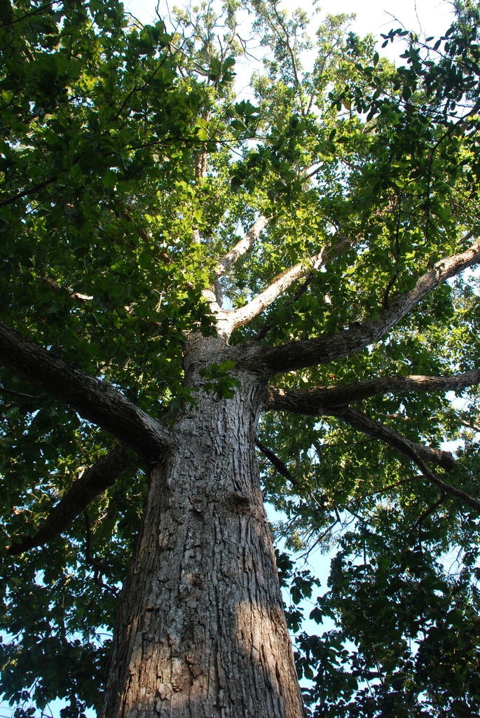 Form of tree (Brazoria County, TX)-Early Fall
