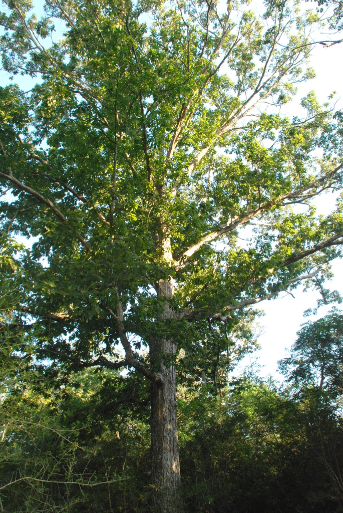 Form of tree (Brazoria County, TX)-Early Fall