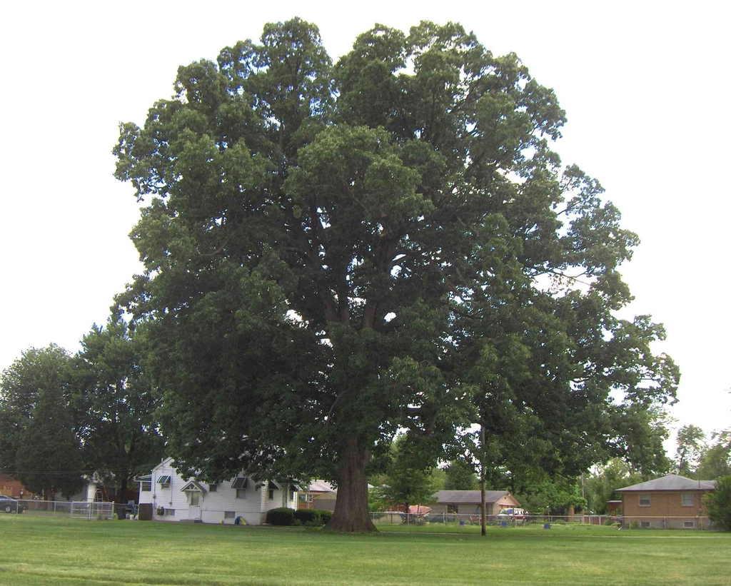 Form