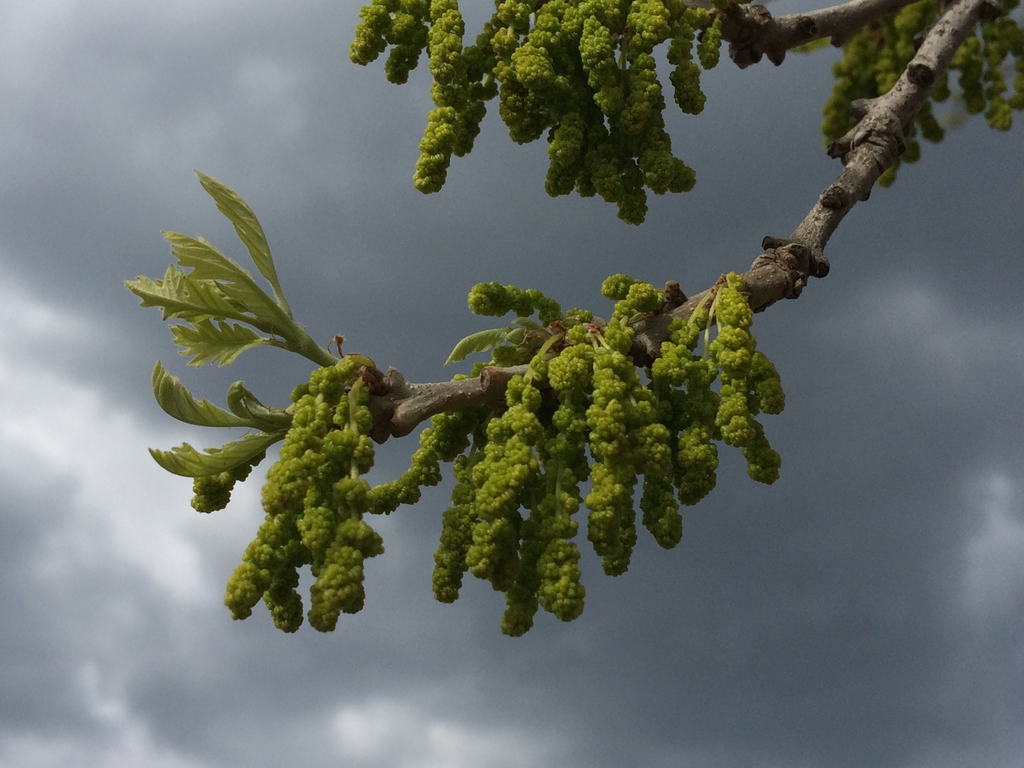 Male Catkins