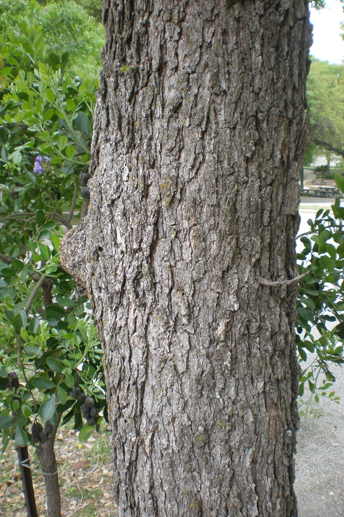 Trunk with brown furrowed bark