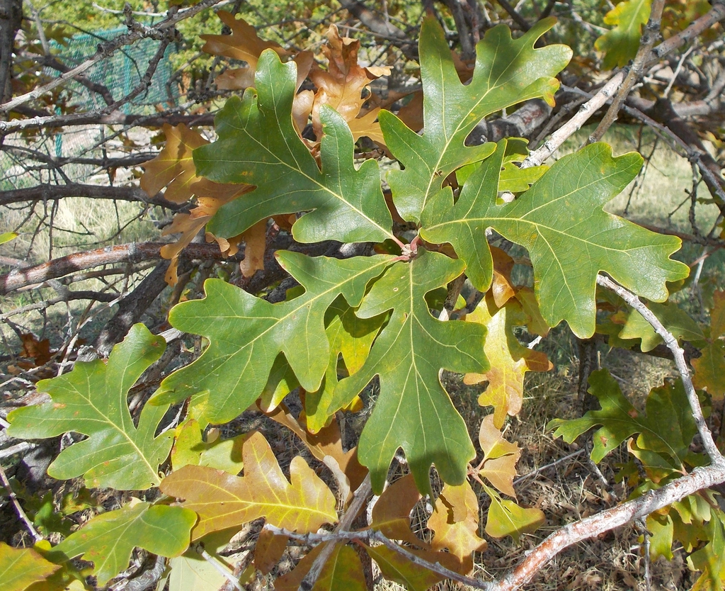 Lobed leaves
