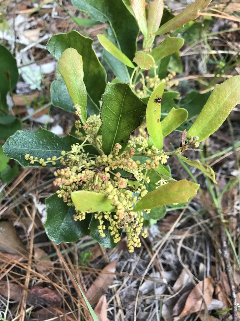 Male catkins