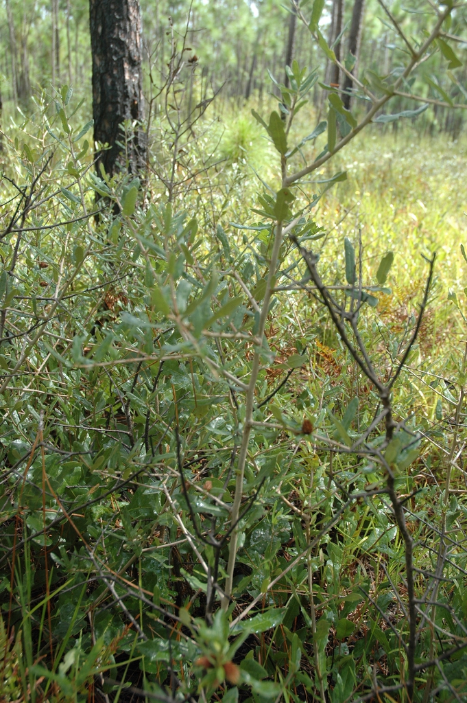 Low growing form