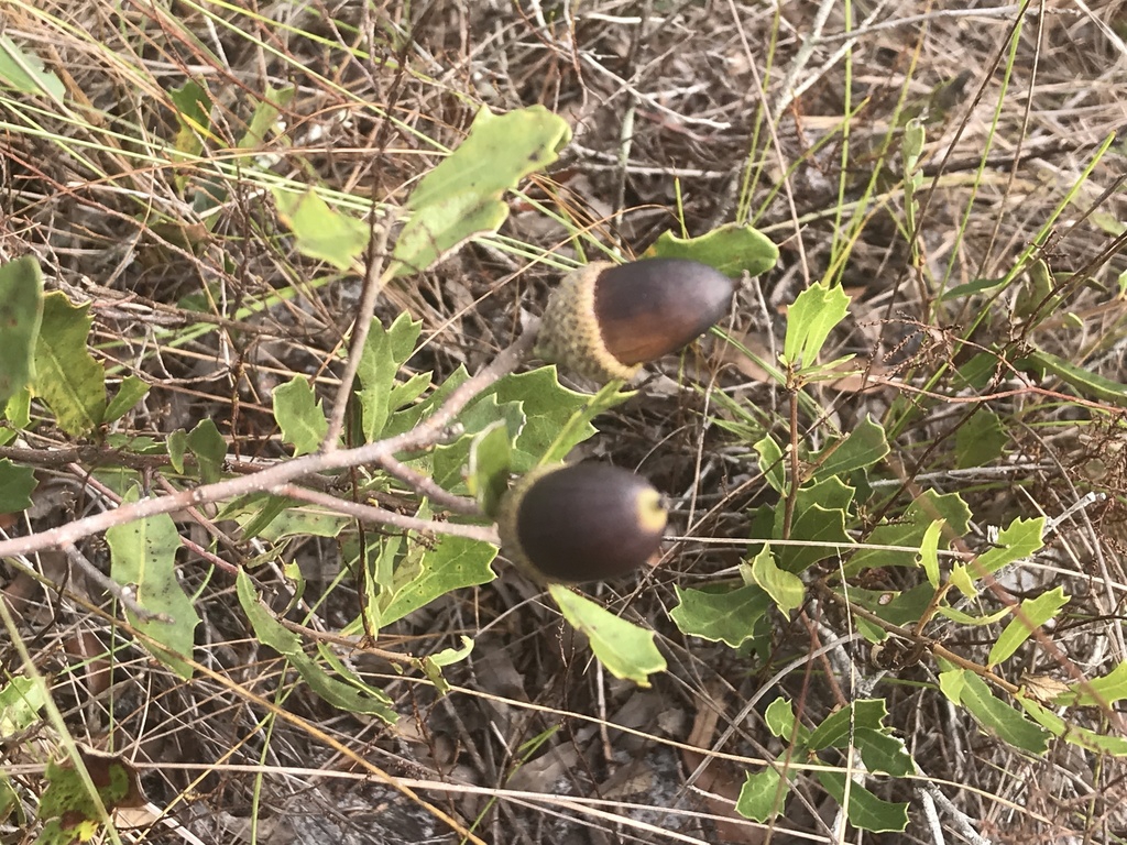 Acorns with cap