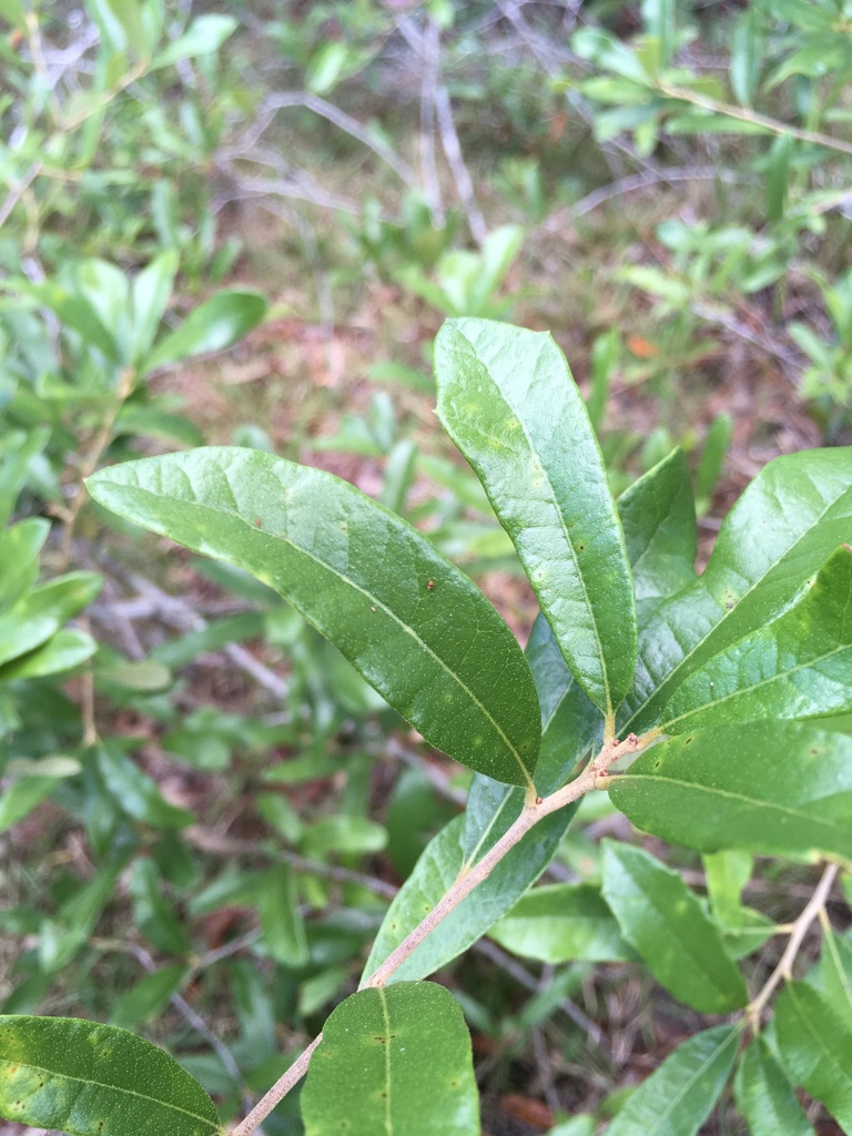 Leaf closeup