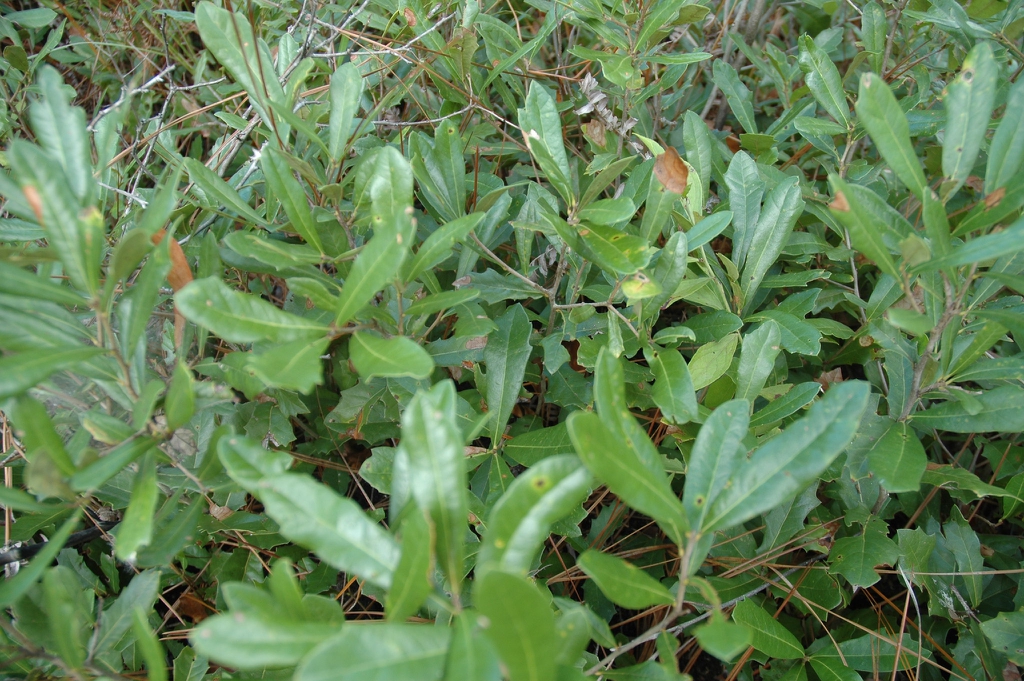 Leaves with entire margins