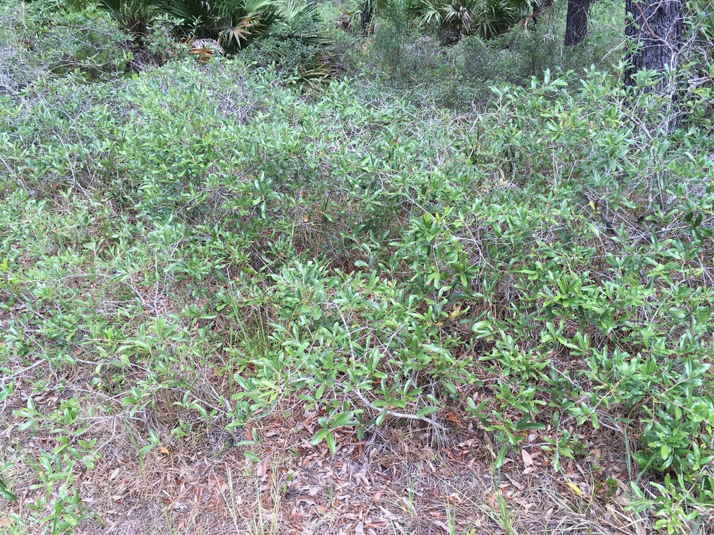 Native habitat