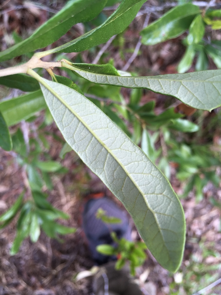 Lighter underside of leaf