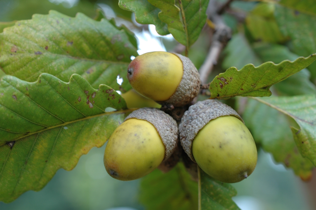 cluster of acorns with caps