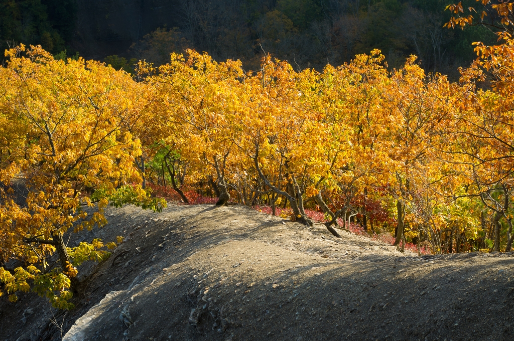 Several trees in fall color