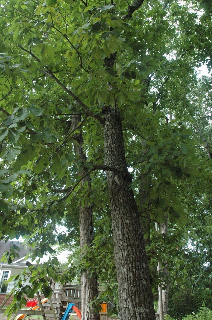Form of a mature tree in leaf