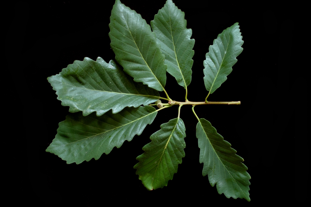 Leaf cluster