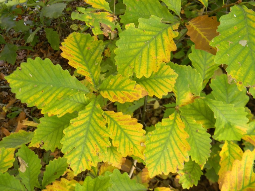 Fall leaves with yellow-green color