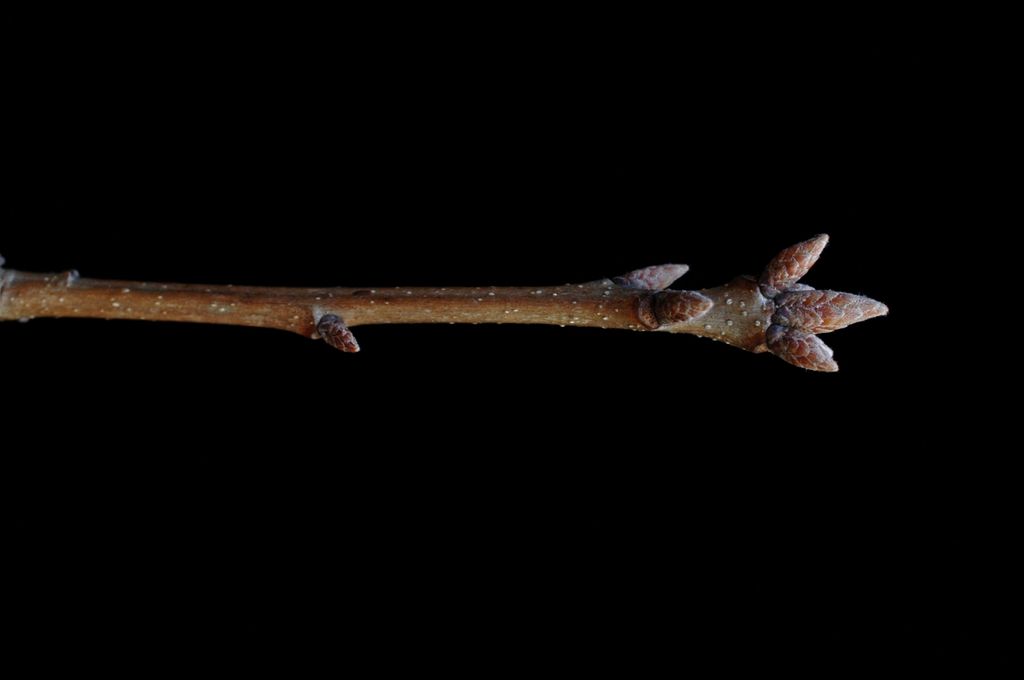 Stem with stem buds and terminal bud