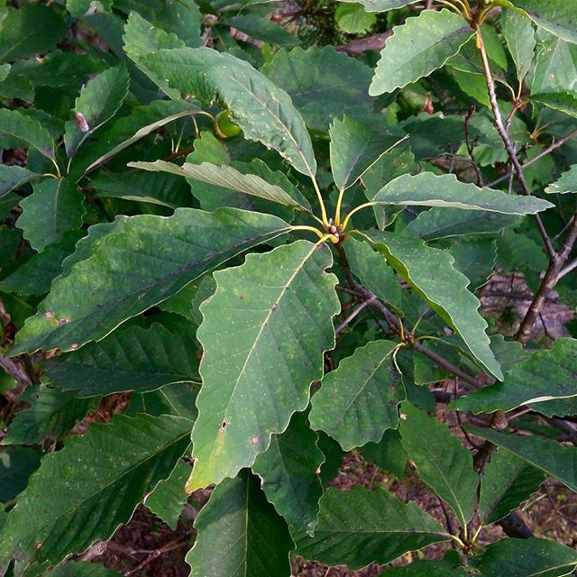 Leaves with course teeth