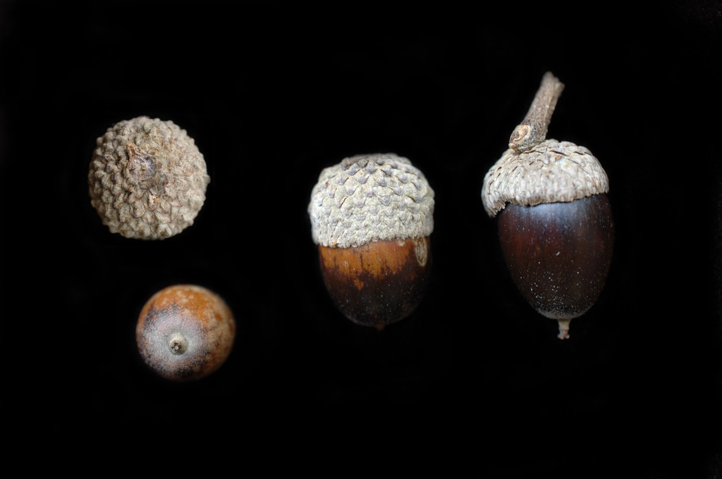 Dark brown mature acorns