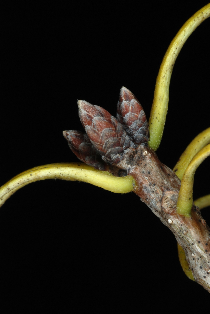 End buds on a branch (United States)-Early Fall