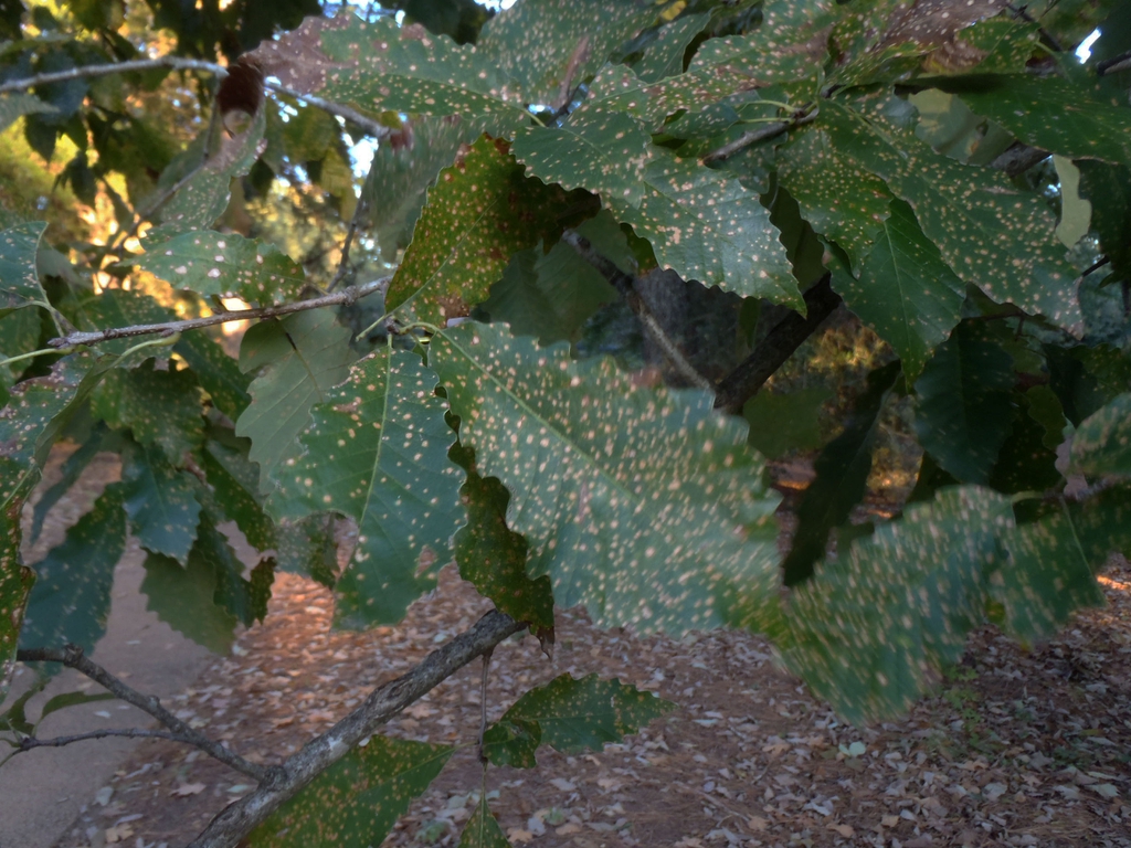 Quercus muehlenbergii