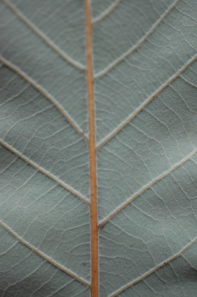 underside of leaf