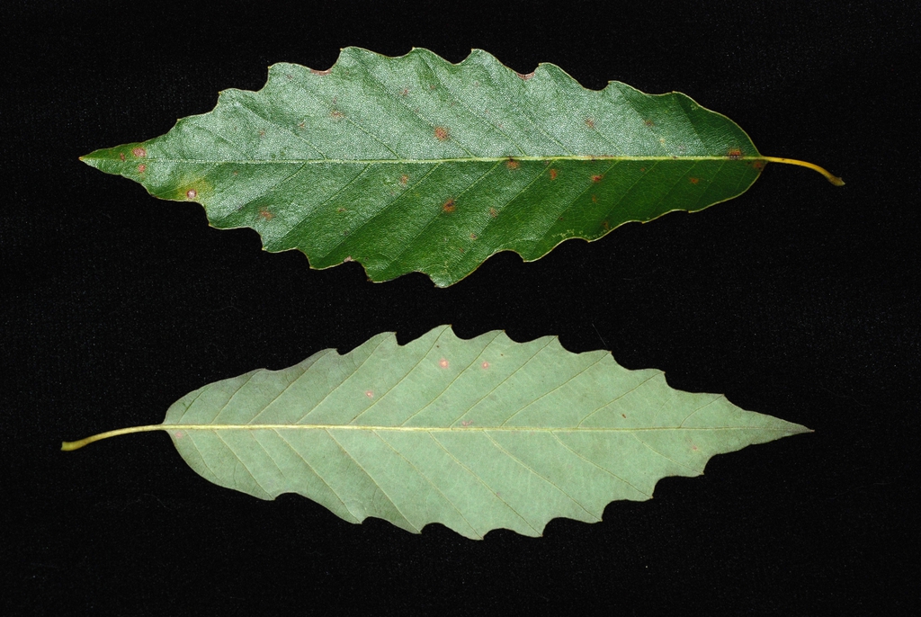 Both sides of leaf (United States)-Early Fall
