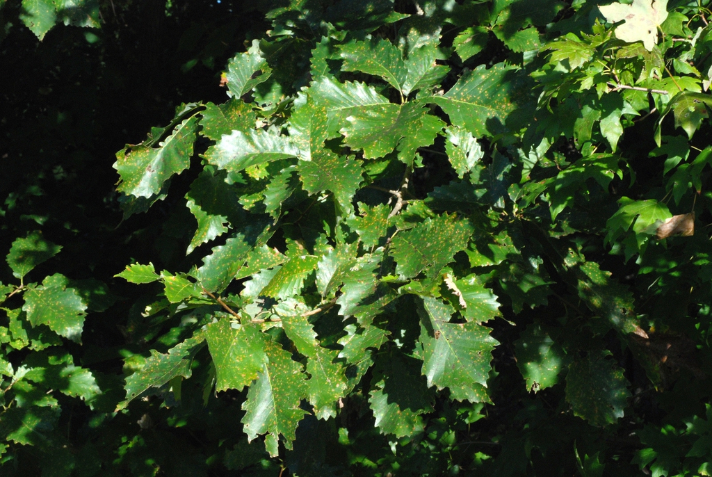 Branch with leaves (United States)-Early Fall