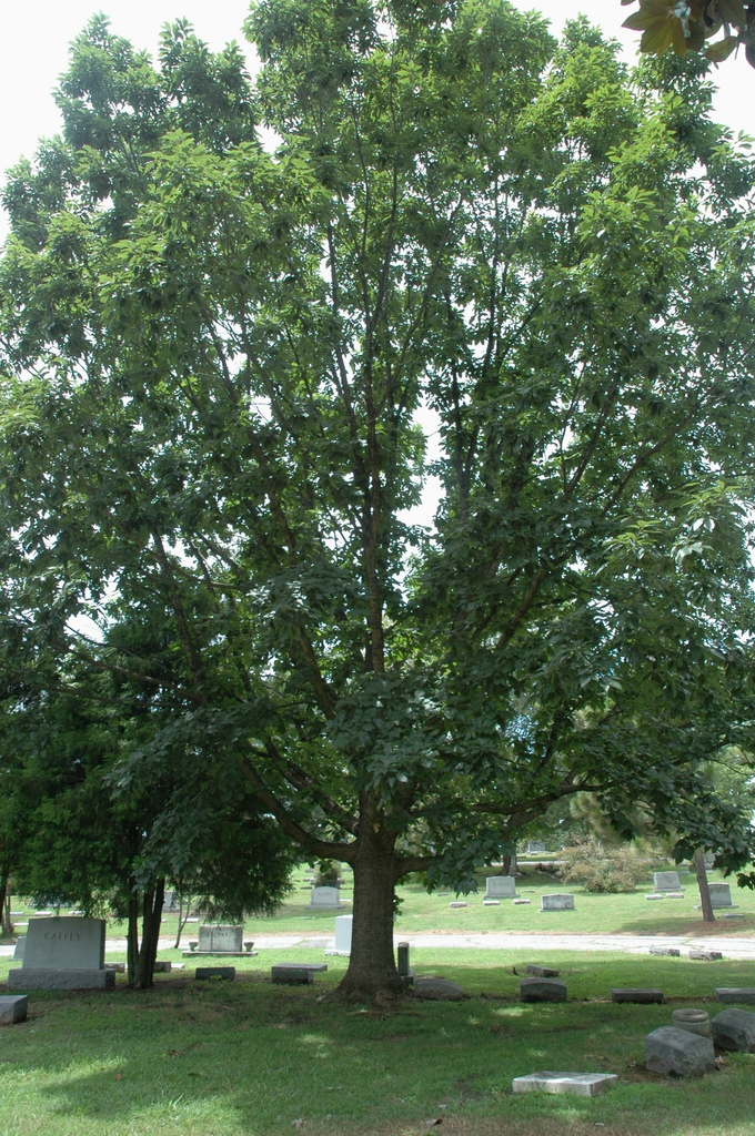 Form of a mature tree