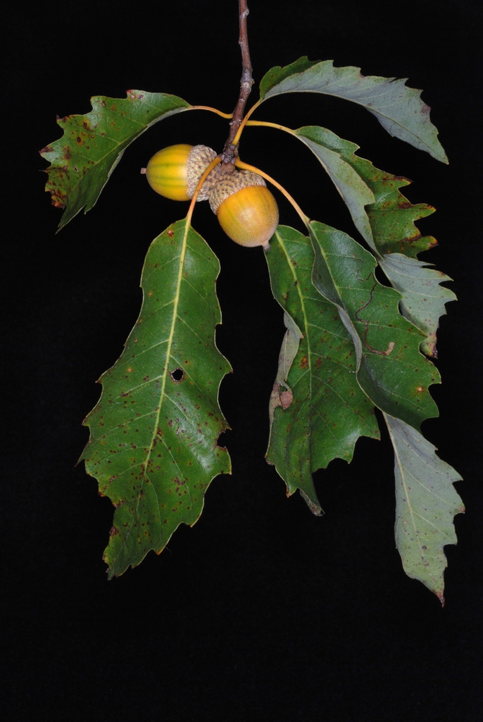 Leaves and acorns (Genesee County, NY)-Early Fall