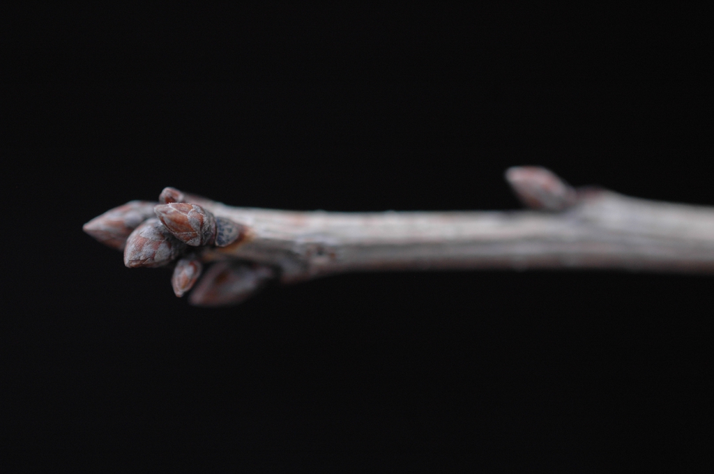 Terminal buds