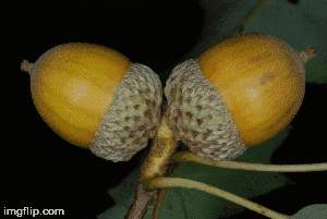 Acorn closeup (Genesee County, NY)-Early Fall
