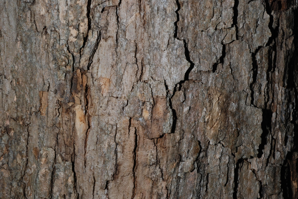 Close-up of bark (United States)-Early Fall