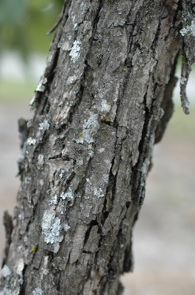 Rough gray bark