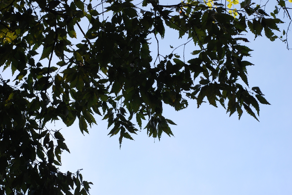 Branch with leaves (United States)-Early Fall