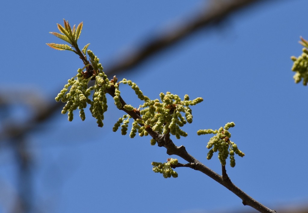 Short yellow catkin in May