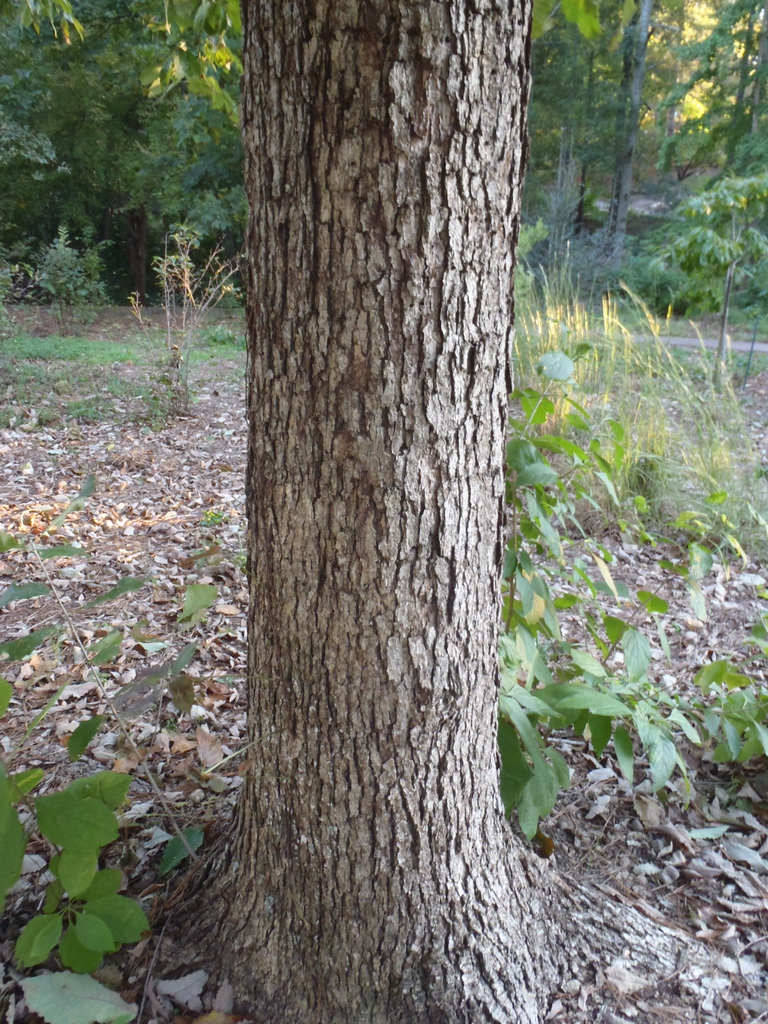 Smoother bark of a youg tree