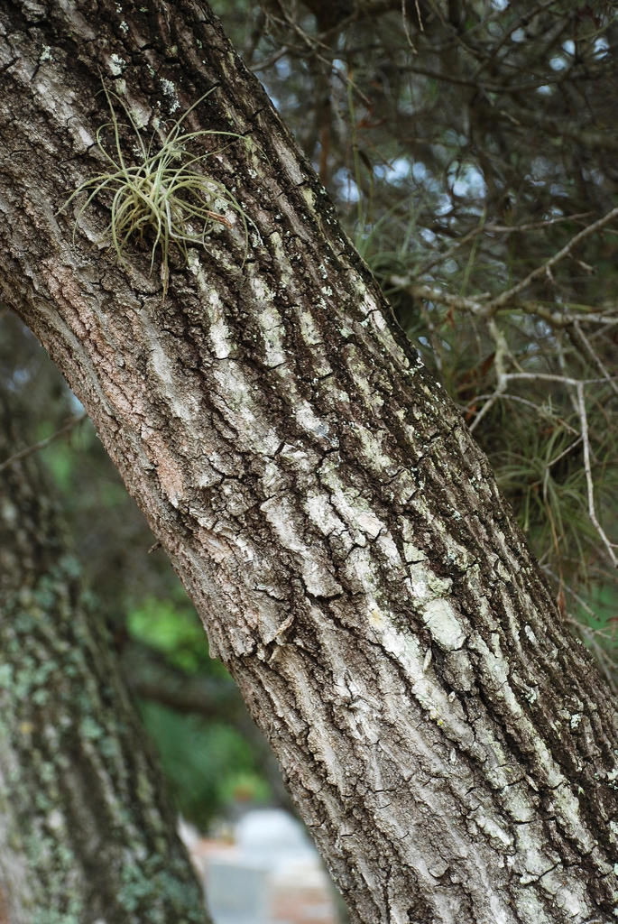 Larger than normal trunk with fissured bark (Martin County, FL)