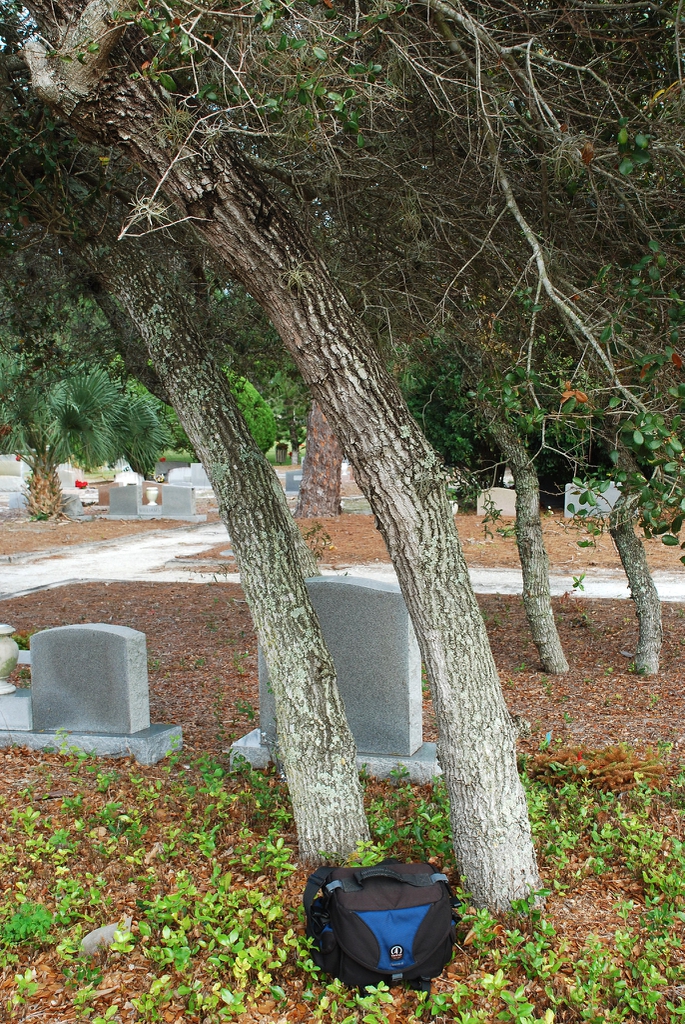 Larger than normal trunk (Martin County, FL)-Mid Winter
