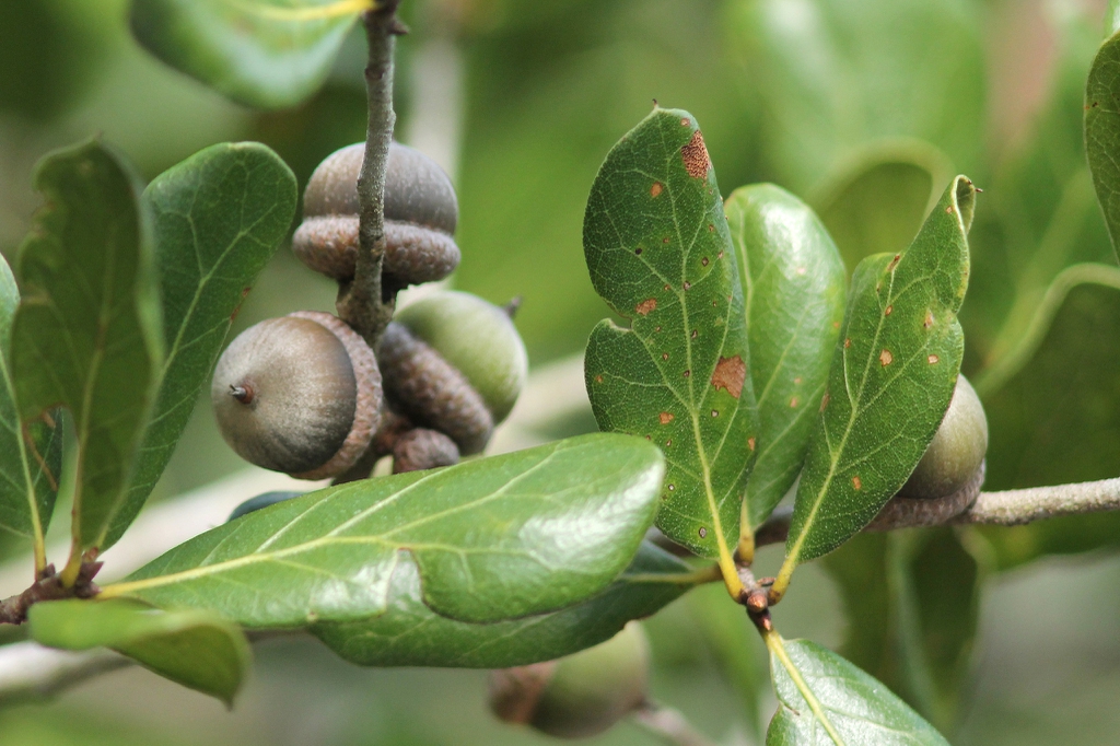 Acorns and leaves with rolled margins in October