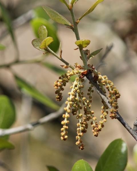 Yellowish hanging male catkins
