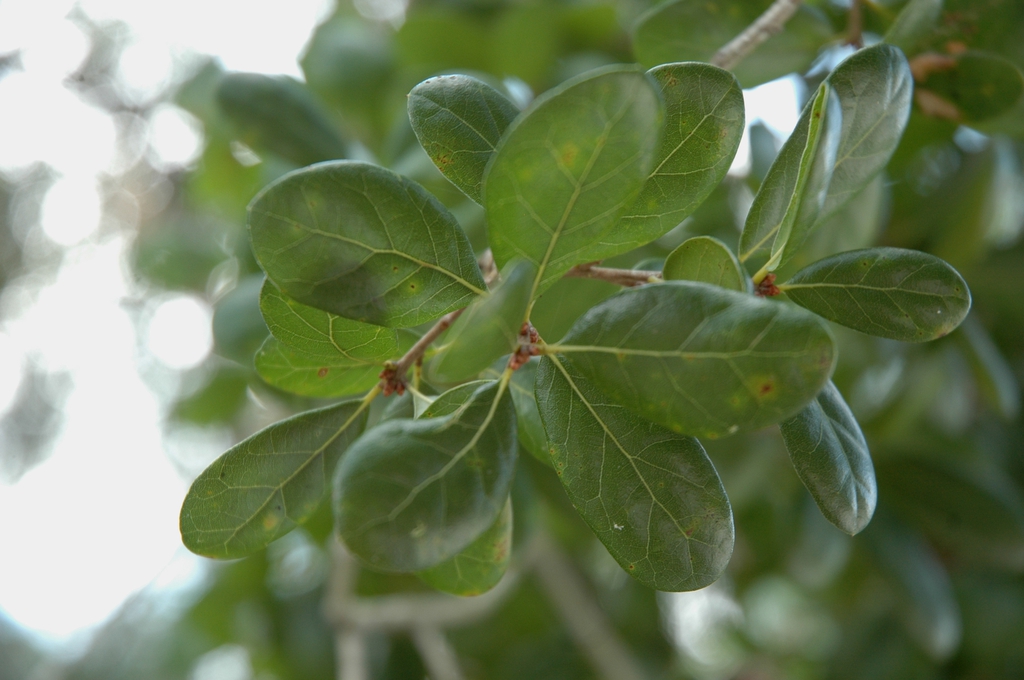 Leaves in August