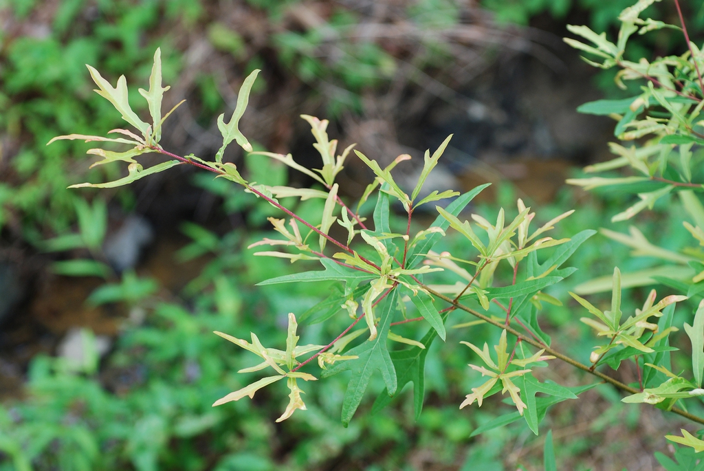 Stem with leaves (Greensboro, NC)-Early Fall