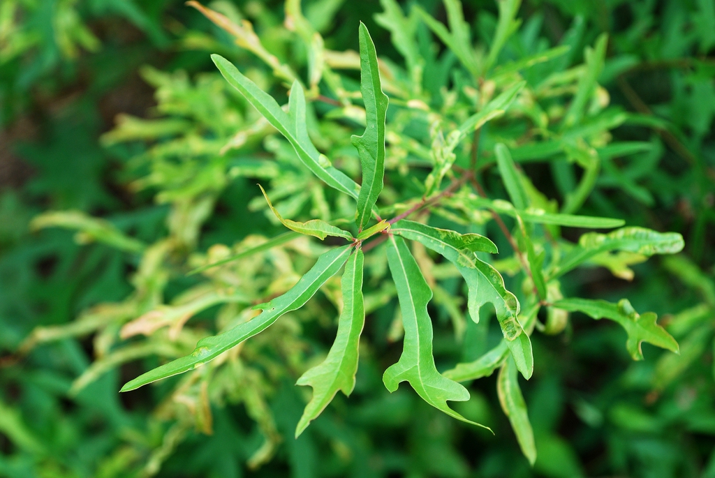 Alternate green leaves (Wake County, NC)-Early Fall